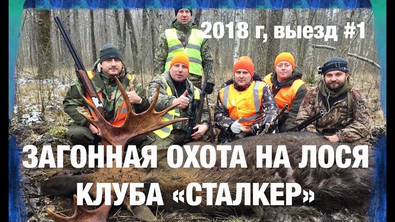ЗАГОННАЯ ОХОТА НА ЛОСЯ КЛУБА «СТАЛКЕР». Выезд №1 стрельбы с-400