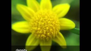 Evaluation Of Reproductive Success Of Lasthenia Californica - Keyzamar Román