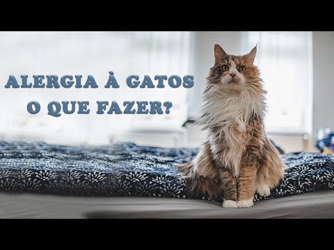 ALERGIA À GATOS, O QUE FAZER?