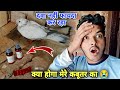 kabutar per fula kar kyon baithata hai | kabutar sukhe mein chala Gaya ||