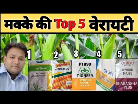 Top 5 corn hybrids seeds | hybrid Corn Seeds | 2023 में सबसे ज्यादा