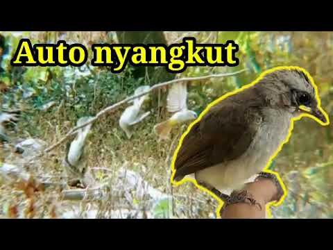 Suara pikat anak trucukan #Baby bird chirping