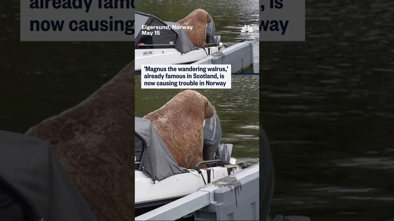 ‘Magnus the wandering walrus,’ already famous in Scotland, is now causing trouble in Norway