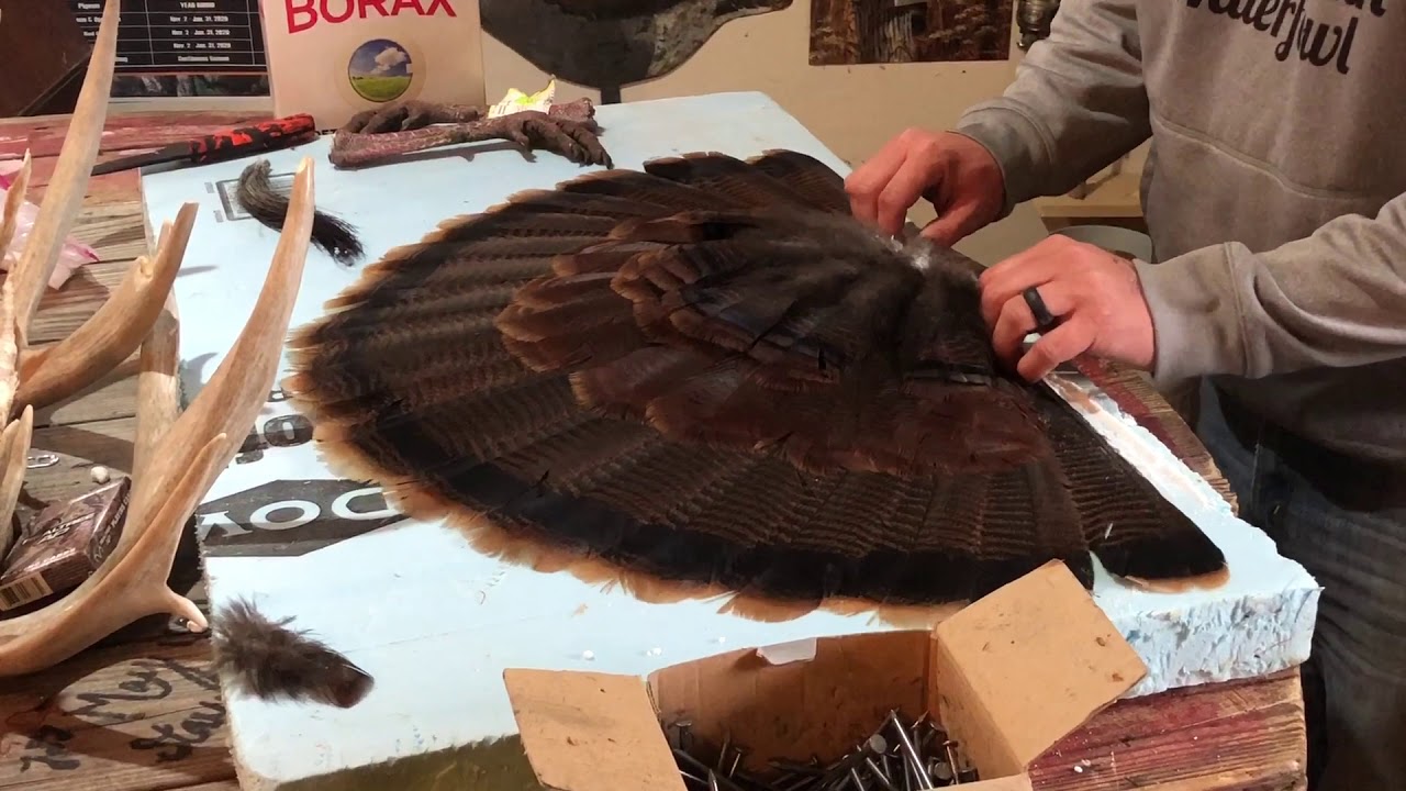 DIY Turkey fan mount YouTube