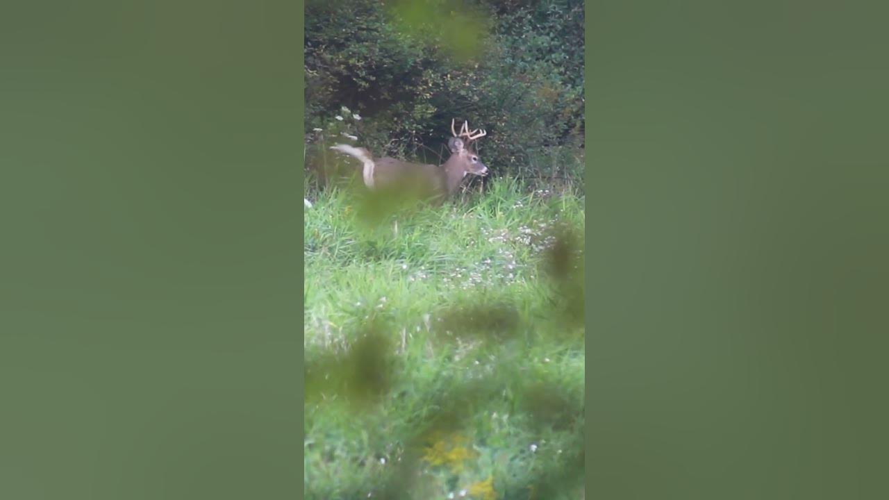 PA deer season is here! First public land encounter of the year!huntingdeerhunting
