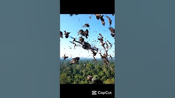 Birds attacks drone #drone #dji #short #shorts