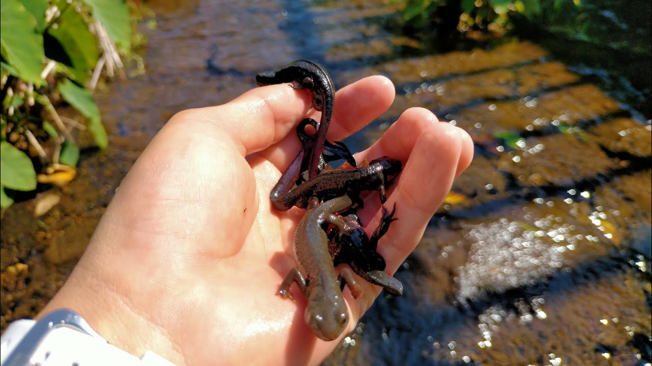 【東京】八丈島の水辺はイモリだらけ