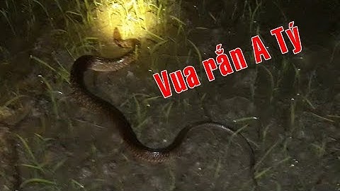 Vua rắn A Tý soi được rắn khủng | catch the giant snakes | Bông lúa Miền Tây