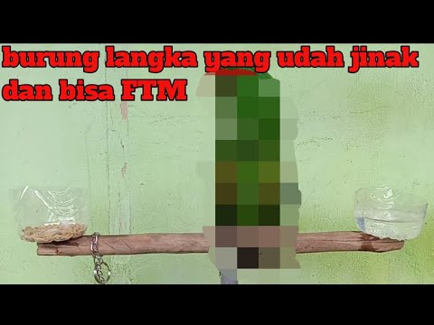 Video: Bagaimana Mengenal Perbedaan antara Wegie dan Maine Coon