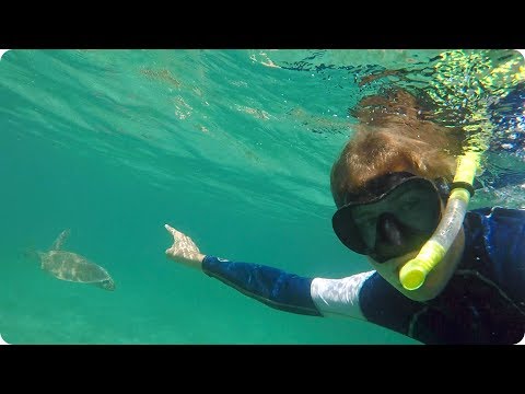 Swimming with Turtles in St Thomas | Evan Edinger Travel Vlogger Swimming with Turtles in St Thomas | Evan Edinger Travel Vlogger