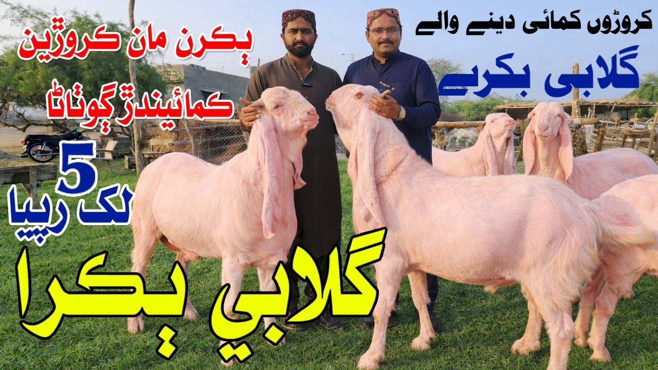 biggest pink goats farm price 5 lakh gulabi bakra Vlog