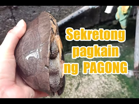 Video: Paano Pangalagaan At Kung Paano Pakainin Ang Iyong Pagong