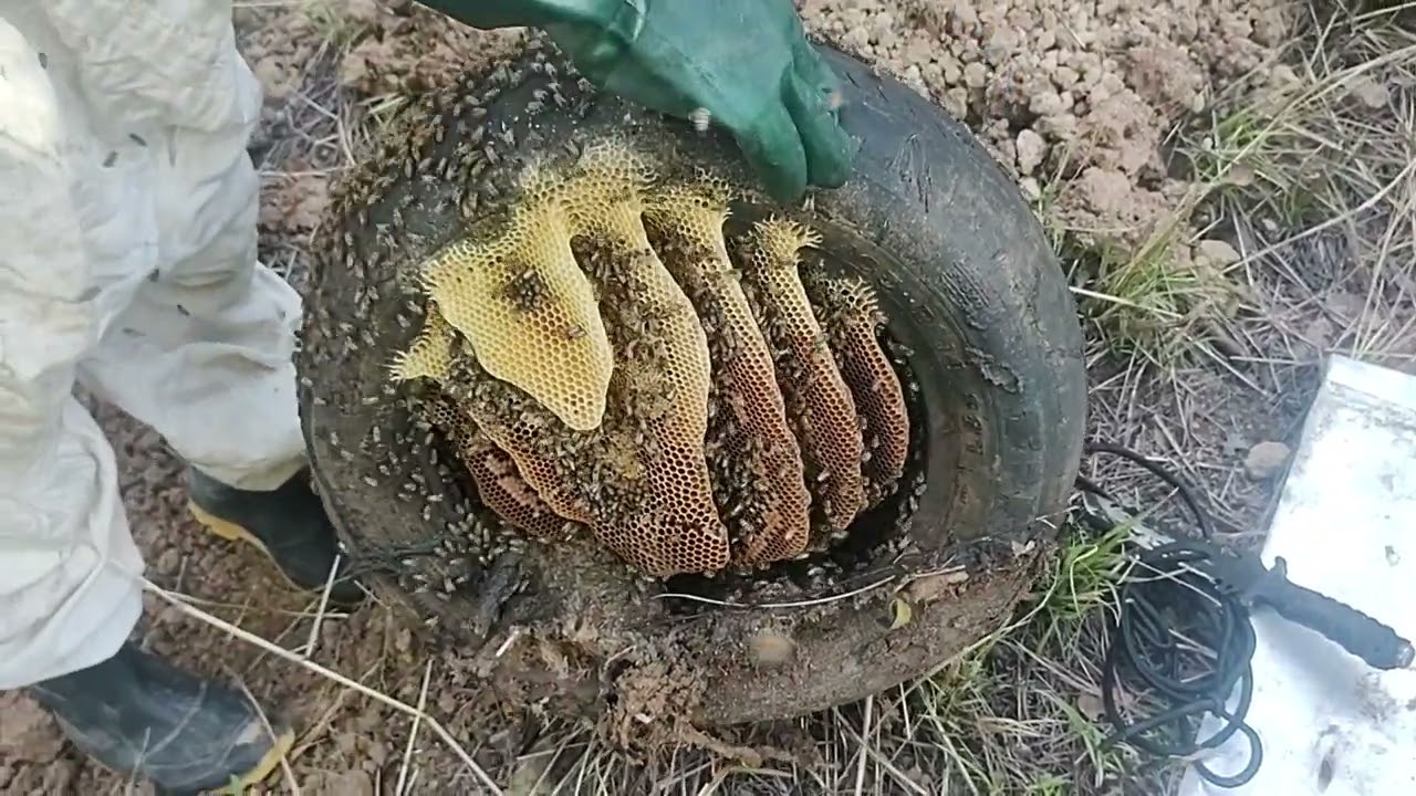 Resgate de abelha em pneu de carro no meio do mato