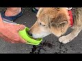 ワンタッチウォーターボトルで散歩中に水を飲むクロ、、