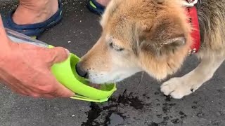 ワンタッチウォーターボトルで散歩中に水を飲むクロ、、