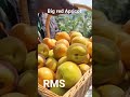 Big Red Apricot....RMS bakhol......