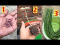 How to grow Long Beans/Lubia/ Barboti from seed in pot