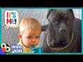 Big Dog Can't Wait To Splash Around With His Little Brother | Dodo Kids | It’s Me!