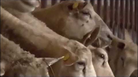 Animal Identification: Benefits of RFID Tagging