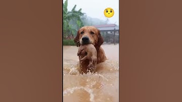 Chó Mẹ Lao Vào Nước Lũ Cứu Con Thoát Hiểm! #viral #animals #shorts