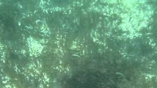 Nadando Con Las Tortugas, Suaveeeee.