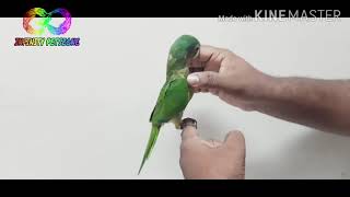 Peach Fronted Conure Sale In Chennai Broadway