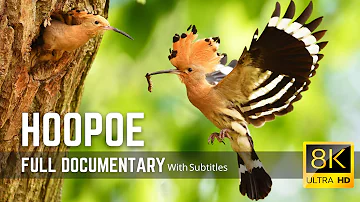 The Hoopoe | Colorful Bird with an Unforgettable Call | 8K Cimematic Documentary
