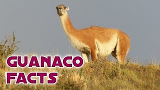 Incredible Facts About the Guanaco.