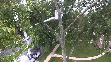 Silver Maple Pruning