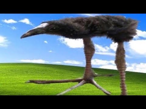 DAMN!!!!!!!!!!!!!!!!!!!!!!!!!!!!!!!!!!! bird