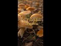 Кордицепс: Как гриб уничтожает муравьев