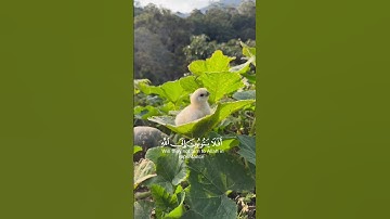 أفَلا يَتُوبُونَ إِلَى اللَّهِ وَيَسْتَغْفِرُونَهُ وَاللَّهُ غَفُورٌ رَحِيمٌ القارئ عبد الرحمن مسعد