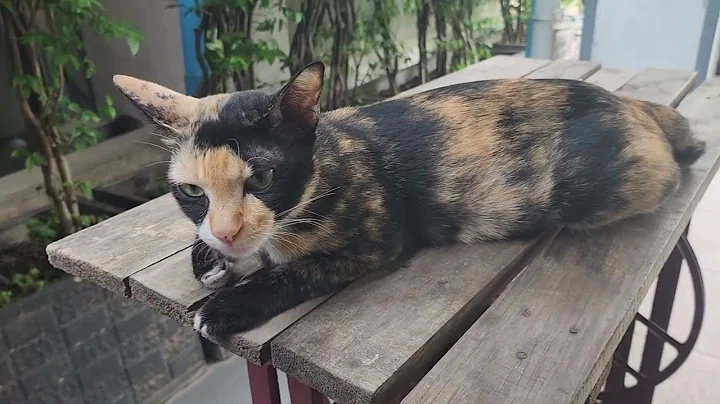 Video 6649401: american shorthair, cat dog animals lovely, sleepy cat, enjoy best cats, cats animals sweetness