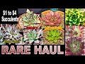 PLANT HAUL - How to BUY RARE CHEAP Succulents | Growing Succulent with LizK