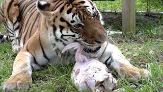 BIG Cats Eat Turkey!