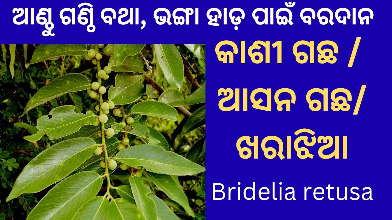 କାଶୀ ଗଛ 🌿 Bridelia retusa🌿 ଆଣ୍ଠୁ ଗଣ୍ଠି ବଥା/ ଚର୍ମ ଓ ପେଟ ରୋଗର ପ୍ରାକୃତିକ ଔଷଧୀୟ ଗଛ🌿 Spinous Kino Tree