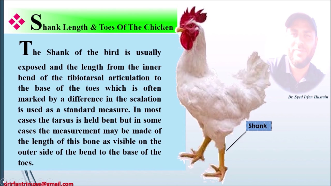 Shank Length Of The Chicken YouTube