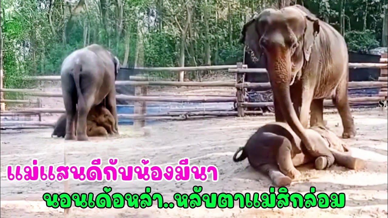 น้องมีนา กินนมอิ่มแล้วนั่งอ้อนมุดลงไปนอนใต้ท้องแม่ แม่แสนดี ยืนแกว่งงวงเฝ้าปัดแมลงให้ลูกสาวอบอุ่นใจ