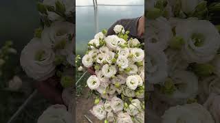 #эустома #flowers #деревня #фермер #флорист