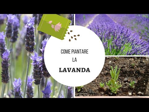 Video: Semi di lavanda in germinazione: coltivare piante di lavanda dai semi