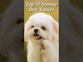 Top 10 Female Dog Names #shorts #dog #dognames #doglover  #animallover