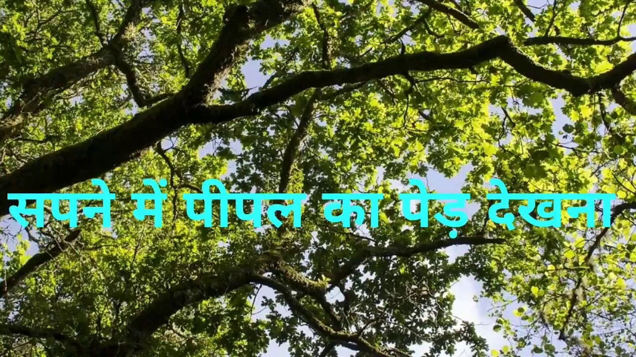 Seeing Peepal Tree In Dreams sapnevme Peepal Ka Ped Dekhna 
