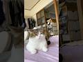 ずっとイカ耳🦑💦猫って正直者にゃ😂💦 #ねこ動画 #猫のいる暮らし #cat #保護猫 #ねこ部 #猫好きさんと繋がりたい #猫のいる生活 #ねこ #munchkin #ねこのいる生活