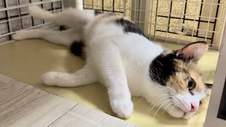 産後5週にして発情期を迎えたママ猫【ポノfam物語#35】Cat in heat at