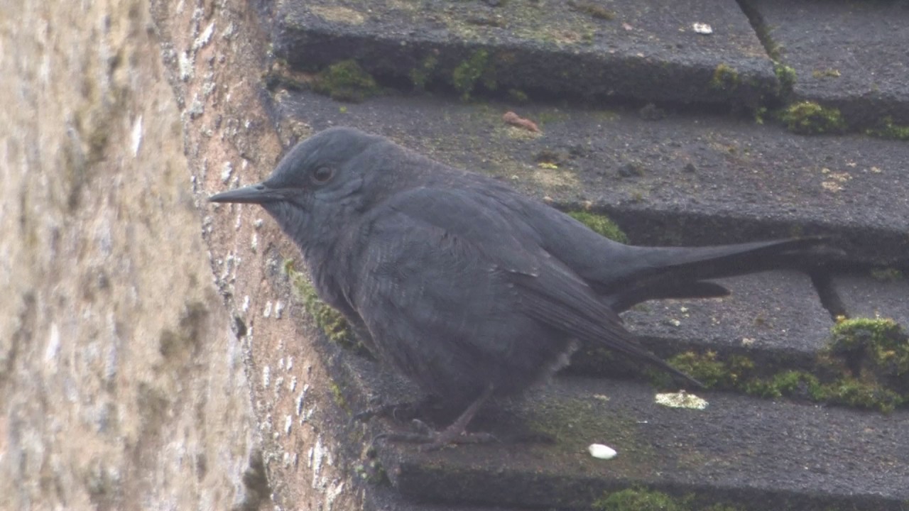 Blue Rock Thrush at Stow-on-the-Wold 