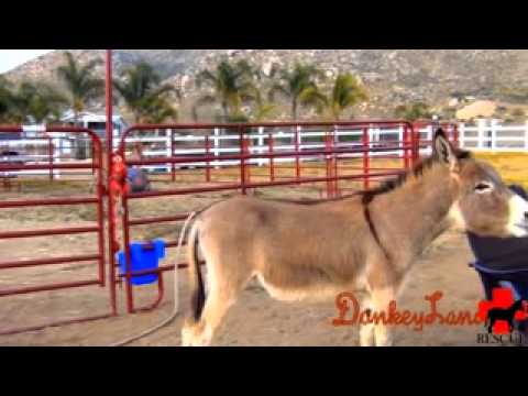 ROCK'IN DONKEY!!  Spunky, Funky, & Fun!!