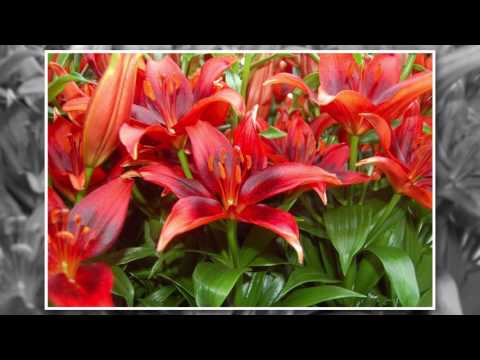 Video: Where Is The Best Place To Plant Lilies In The Garden