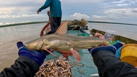 Thật Nhiều Bất Ngờ Vừa Vô Mánh Đục Cá Bông Lau Tiếp Đến Lại Vô Được Đục Cá Úc Lớn|| TCNTV #586 