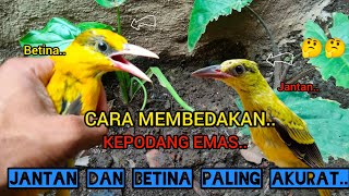CARA MEMBEDAKAN KEPODANG EMAS TROTOLAN JANTAN DAN BETINA..!!🦜🦜🤔🤔2024