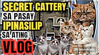 CARTIMAR PET CENTER UPDATE| SECRET CATTERY DITO SA METRO MANILA, SUPER QUALITY ANG PUSA! vlog#754